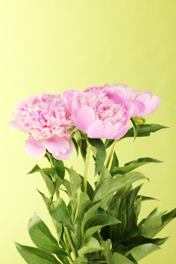 yeşil zemin üzerine üç pembe peonies