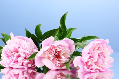 Three pink peonies on blue background clipart