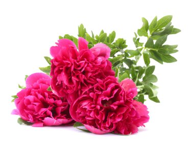 güzel pembe peonies üzerinde beyaz izole