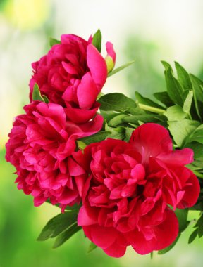 güzel pembe peonies yeşil zemin üzerine