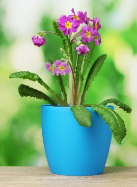 mooie paarse primrose in een bloempot op houten tafel op groene achtergrond