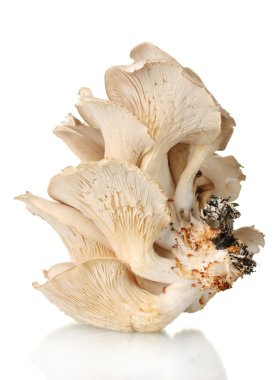 Oyster mushrooms isolated on white clipart