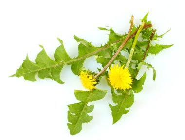 Dandelion flowers and leaves isolated on white clipart