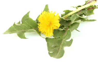 Dandelion flower and leaves isolated on white clipart