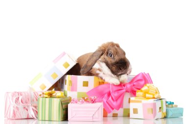 Lop-eared rabbit in a gift box with pink bow isolated on white clipart