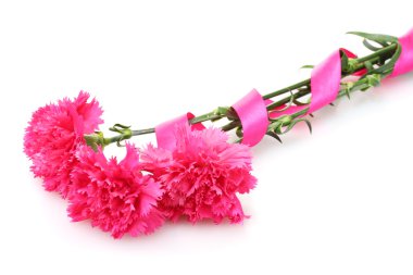 beyaz izole güzel pembe karanfil