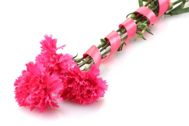 beyaz izole güzel pembe karanfil