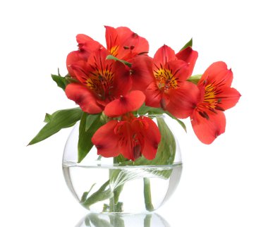 Vazoda beyaz izole alstroemeria kırmızı çiçekler