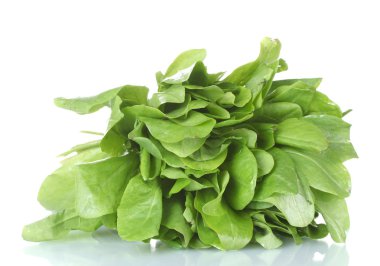 Sorrel isolated on white clipart