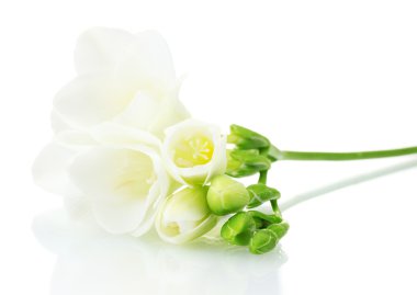 Beautiful freesia isolated on white