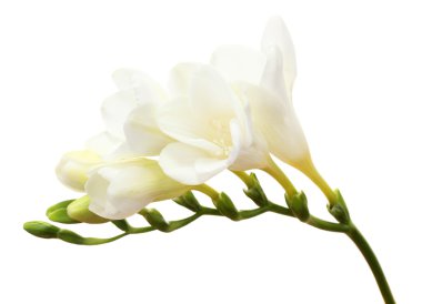 Beautiful freesia isolated on white