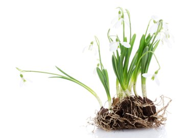 Snowdrops with roots and soil isolated on white