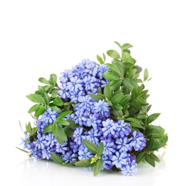 Muscari - hyacinth isolated on white clipart