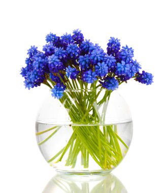 Muscari - Vazoda beyaz izole sümbül