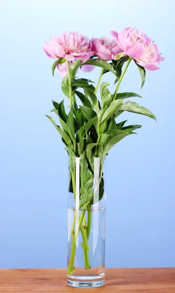 青色の背景に木製のテーブルの花瓶 3 ピンク牡丹 — ストック写真