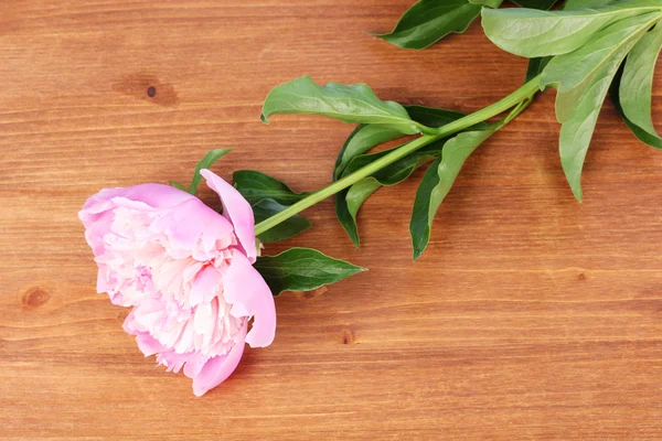 Розовый пион на деревянном фоне — стоковое фото
