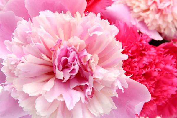 Background of beautiful spring flowers — Stock Photo, Image