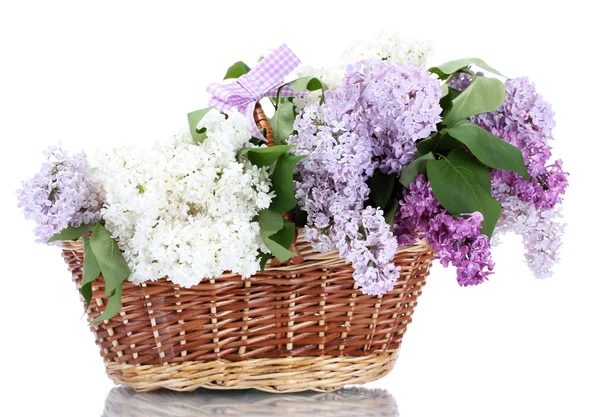 Красивые сиреневые цветы в корзине изолированы на белом — стоковое фото