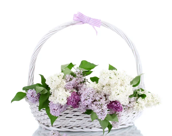 Belas flores lilás em cesta isolada em branco — Fotografia de Stock