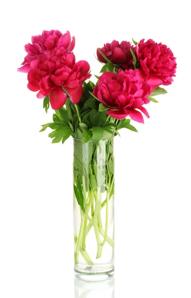 Красивые розовые пионы в стеклянной вазе с луком изолированы на белом — стоковое фото