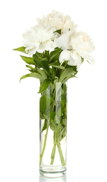 Belle peonie bianche in vaso di vetro con fiocco isolato su bianco — Foto Stock