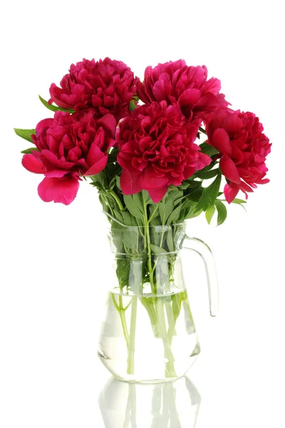 Beautiful pink peonies in glass jar with bow isolated on white — Stock Photo, Image