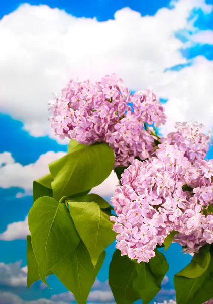 Schöne fliederfarbene Blumen auf blauem Himmel Hintergrund — Stockfoto