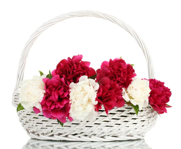 Vackra rosa och vita pioner i korg med rosett isolerad på vit — Stockfoto