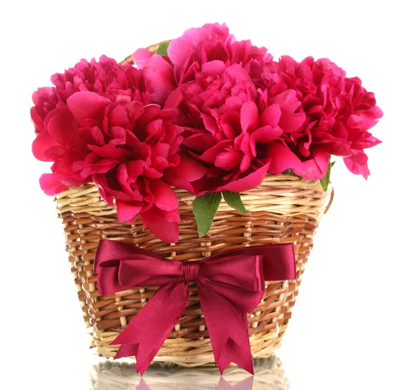Mooie roze pioenrozen in de mand met boog geïsoleerd op wit — Stockfoto
