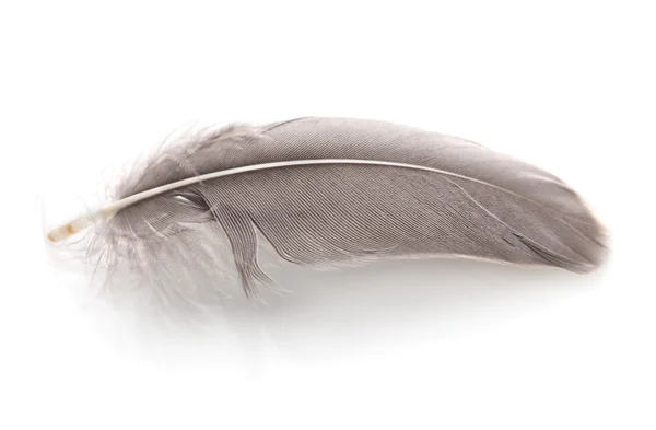 Tek kabarık tüy üzerinde beyaz izole — Stok fotoğraf