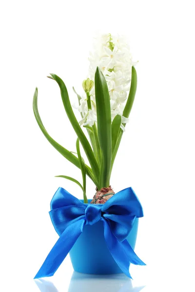 Hermoso jacinto blanco en maceta azul aislado en blanco — Foto de Stock