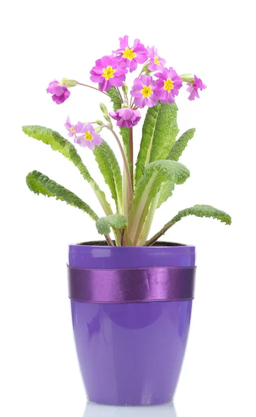 Bella primula viola in un vaso da fiori isolato su bianco — Foto Stock