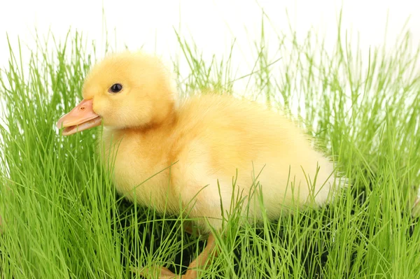 Yeşil çimenlerin üzerinde beyaz izole içinde ördek yavrusu — Stok fotoğraf