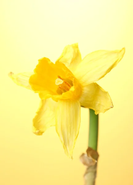 Hermosos narcisos amarillos sobre fondo amarillo — Foto de Stock