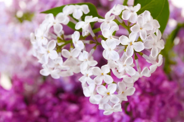 A bouquet of lilacs close-up — Stock Photo, Image