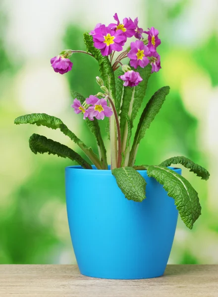 Krásné fialové Petrklíč v květináče na dřevěný stůl na zeleném pozadí — Stock fotografie