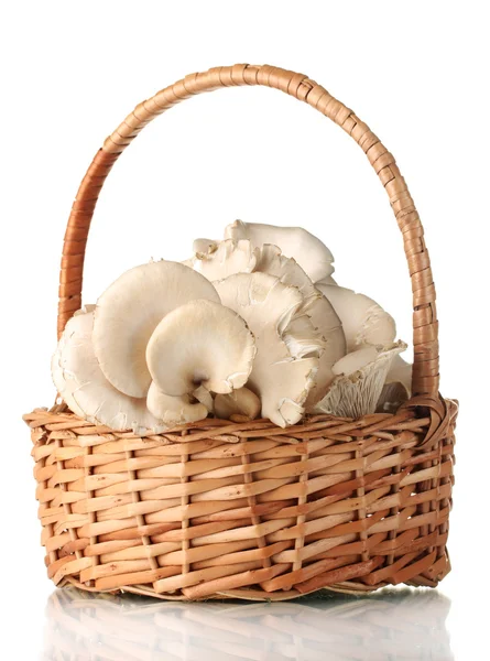 Oyster mushrooms in basket isolated on white — Stock Photo, Image