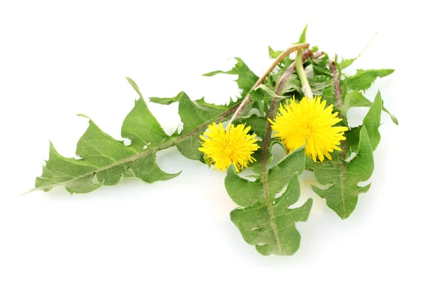 Dandelion flowers and leaves isolated on white — Stock Photo, Image