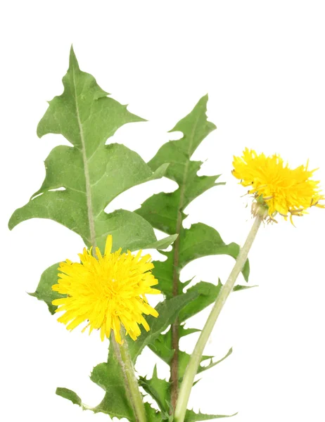 Dandelion flowers and leaves isolated on white — Stock Photo, Image