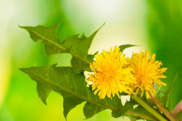 Dandelion flowers and leaves on green background — Stock Photo, Image