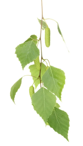 Zielony brzoza liście na białym tle na białym — Zdjęcie stockowe