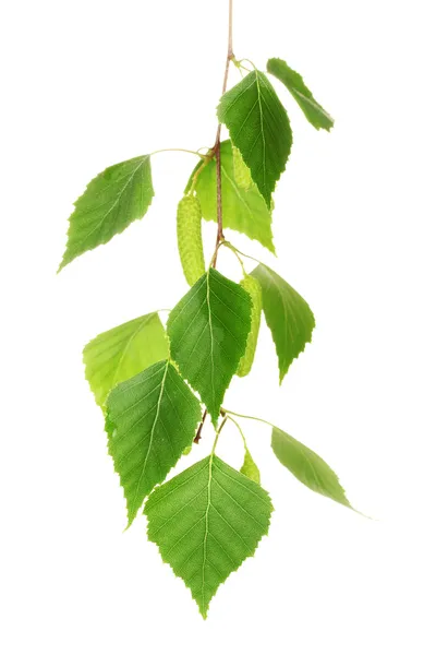 Зеленые листья березы, изолированные на белом — стоковое фото