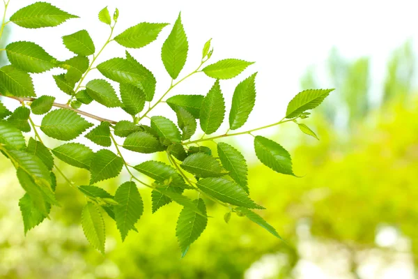 Beautiful green twig on green background — Stock Photo, Image