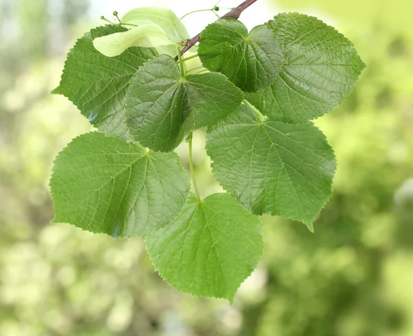 Lindengrüne Blätter auf grünem Hintergrund — Stockfoto