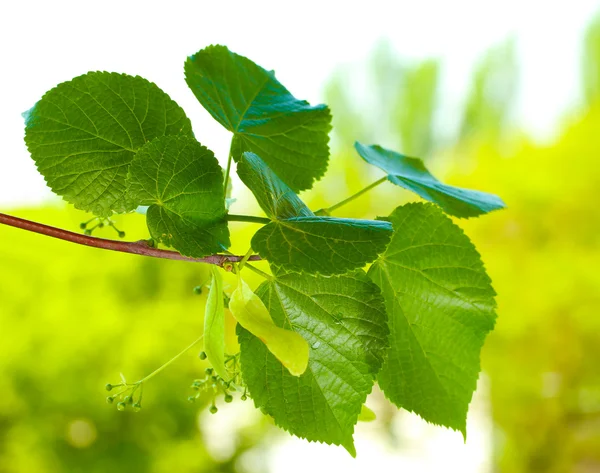 Linden gröna blad på grön bakgrund — Stockfoto