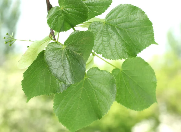 Липа зеленые листья на зеленом фоне — стоковое фото