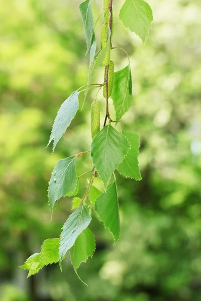 Grüne Birkenblätter auf grünem Hintergrund — Stockfoto