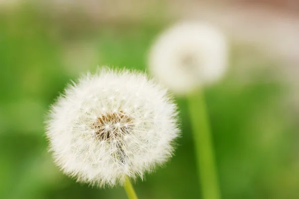 White dandelions on green background — Stock Photo, Image