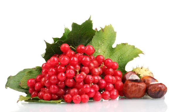 Red berries of viburnum in wooden box and chestnuts isolated on white — Stock Photo, Image