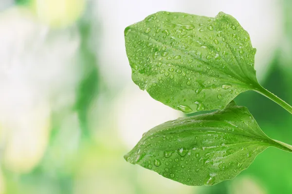 Wegerich Blätter mit Tropfen auf grünem Hintergrund — Stockfoto